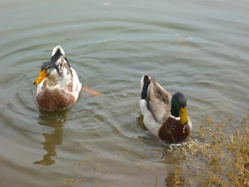 Los patos nos recibieron